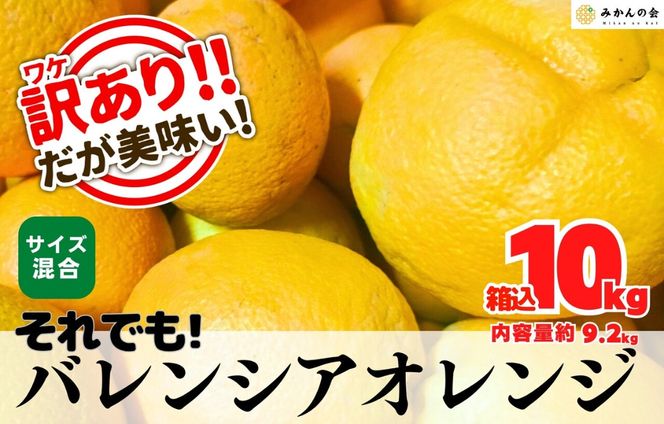 訳あり バレンシアオレンジ  国産 箱込 10kg (内容量 9.2kg ) サイズミックス 和歌山県産 産地直送 みかんの会 AX413