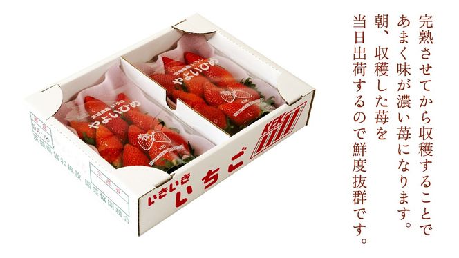 【 年内お届け 】 完熟 いちご 2パック 大粒 いちご 苺 イチゴ フルーツ 果物 [AF113ci]