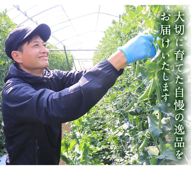 ＜先行予約受付中！2027年1月中旬以降順次発送予定＞ 数量限定！鹿児島県阿久根市産スナップエンドウ (1.5kg) サラダスナップ 国産 鹿児島県産 阿久根市産 えんどう 野菜 豆 エンドウ スナップえんどう 煮物 和え物 炒め物 豆類 【牧内健志】akn050-01