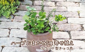 ハーブ 寄せ植え 5種 ラウンド型 チョコ色 25cm 植物 インテリア ガーデン 