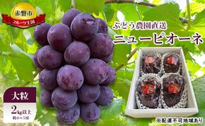 ぶどう 2026年 先行予約 ぶどう農園直送 朝採れ ニューピオーネ 大粒 2kg以上(約4～5房) ブドウ 葡萄 岡山県 赤磐市産 フルーツ 果物 ギフト