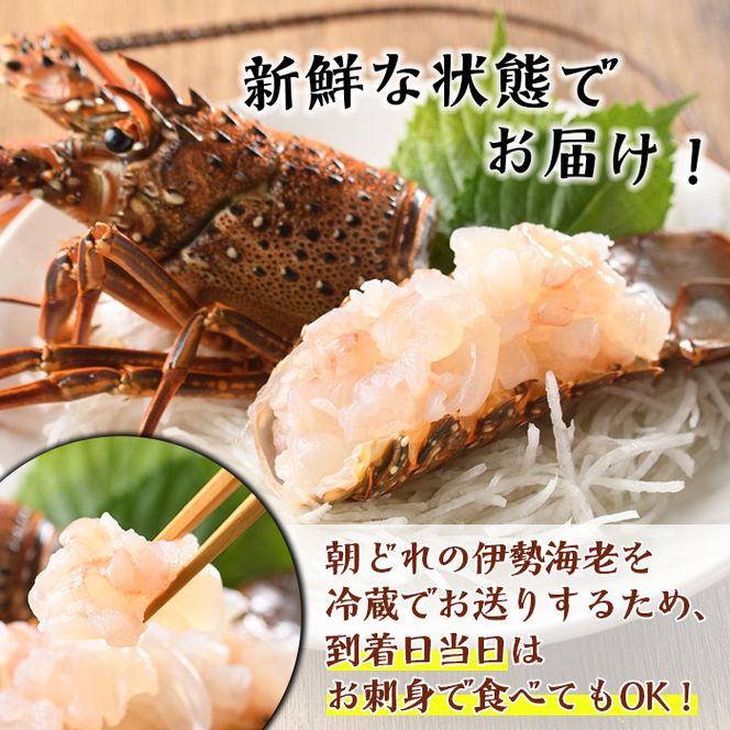 ＜先行予約受付中！2026年9月上旬以降順次発送予定＞期間・数量限定！鹿児島県産 伊勢海老(5尾・計600g～700g) 国産 鹿児島県産 海老 えび エビ 伊勢海老 味噌汁 小サイズ 刺身 海鮮 海の幸 海産物【福美丸水産】akn033-21