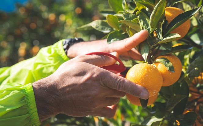 BP6011_かねよし農園 田村みかんジュース 3本 セット【和歌山 ミカンジュース ストレート 果汁100%】