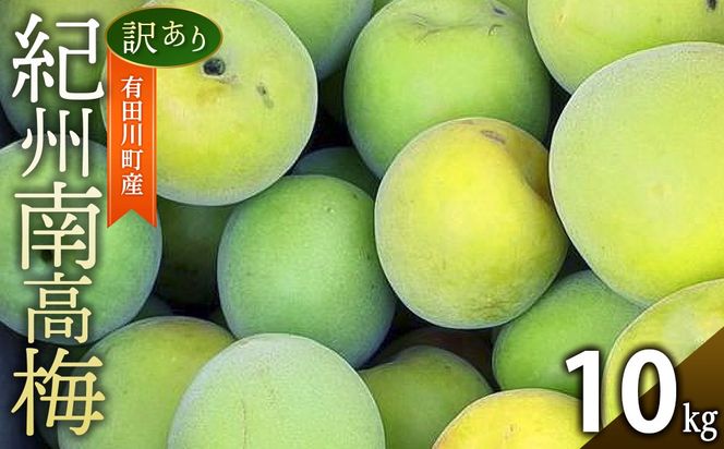 青梅 10kg 訳あり 紀州南高梅 シロップ・梅酒・梅干し用等 和歌山県有田産 2026年5月下旬～7月上旬発送予定 CE063