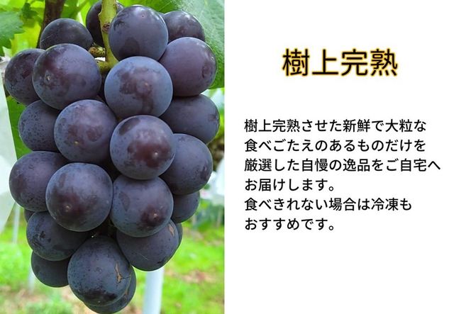 ぶどう 藤稔 2房 合計1.0kg以上 産地直送 朝採れ ぶどう 葡萄 岡山 Kawahara Green Farm 岡山県産 2026年 