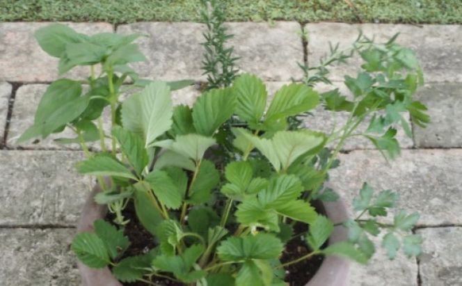 ハーブ 寄せ植え 5種 ラウンド型 テラコッタ鉢 25cm 植物 インテリア ガーデン 