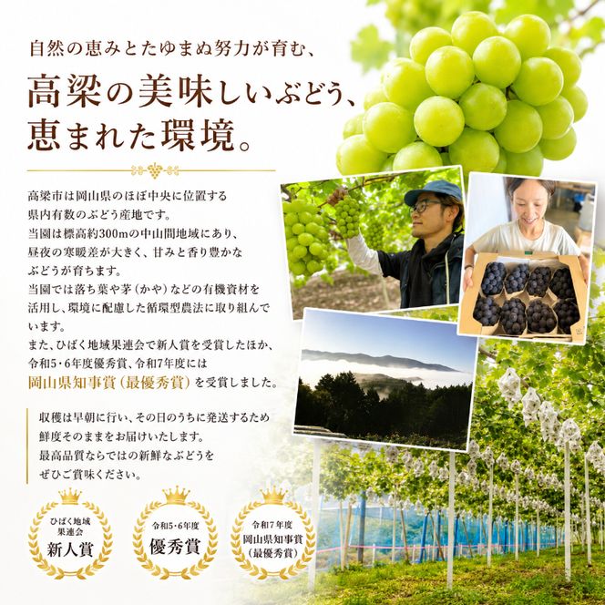 ぶどう ニューピオーネ 約2kg 3～4房 高梁市産 2026年 先行予約 贈答用 化粧箱 大粒 葡萄 ブドウ うめづぶどう園