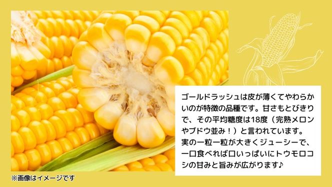 y錧㒬zy s\ 2026N7{ȍ~ zy_ƒz ̂ gERV i S[hbV j1  6s Ƃ낱 XC[gR[ Yn Ԍ Â [SF018ya]