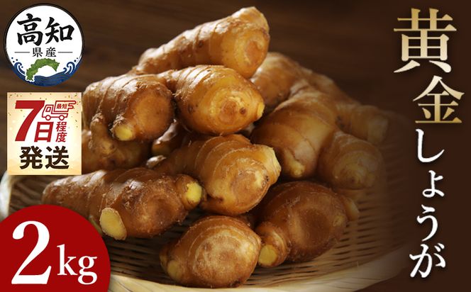 生姜一筋70年の生姜老舗問屋 黄金しょうが2kg - 【7日程度で発送】 早い スピード発送 7日程度 早く 届く 生姜 生産量日本一 おかず お料理 しょうが 料理 飲み物 Xnb-0007