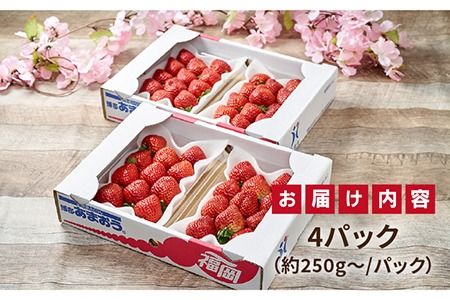 【先行予約】糸島産【春】 あまおう 4パック 【2026年2月上旬以降順次発送】《糸島》【南国フルーツ株式会社】 [AIK008] いちご ギフト イチゴ 食べ比べ 苗 タルト