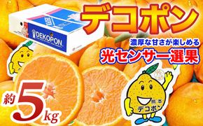 【先行予約】 デコポン 約5kg (12～24玉) でこぽん 不知火 みかん 蜜柑 柑橘 果物 フルーツ 旬 熊本県 八代市【2026年12月上旬より順次発送】
