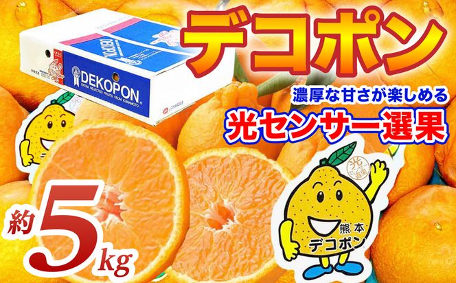【先行予約】 デコポン 約5kg (12～24玉) でこぽん 不知火 みかん 蜜柑 柑橘 果物 フルーツ 旬 熊本県 八代市【2026年12月上旬より順次発送】