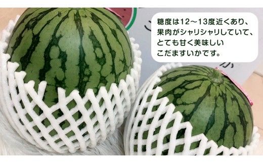 【 地下水100％栽培 】 こだますいか 「 スウィートキッズ 」 5玉入り 先行予約 スウィートキッズ すいか スイカ 小玉スイカ こだまスイカ 西瓜 フルーツ 果物 [DU001ci]