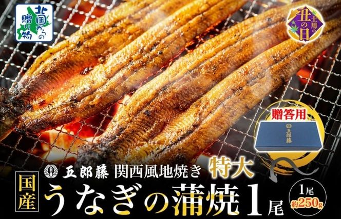099H3443-1d 【7/26土用の丑の日】五郎藤 関西風地焼き 国産有頭旨鰻 250g×1尾 計約250g 【贈答用 特大 うなぎ ウナギ 蒲焼き 炭火】