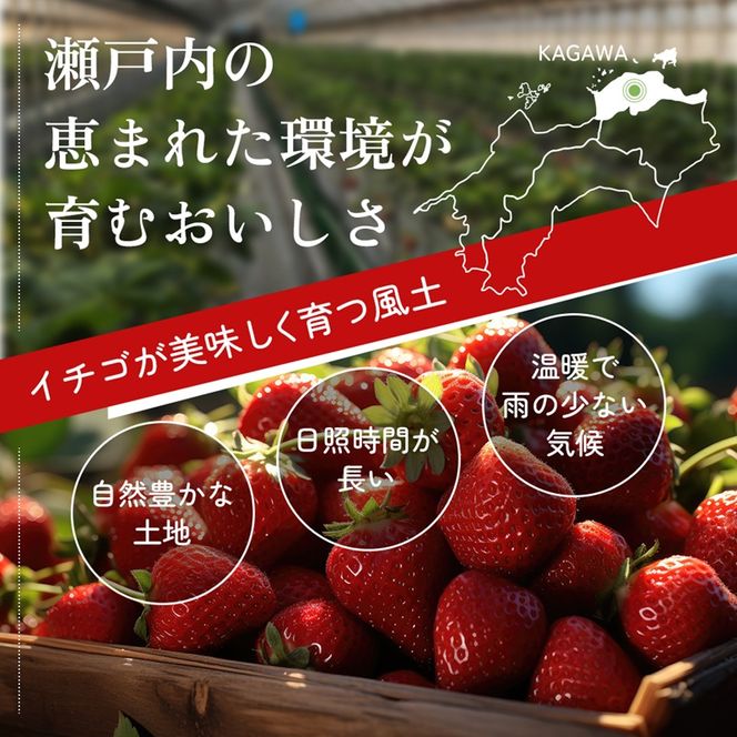 香川讃岐の毎日食べたい「さぬきひめいちご 1kg」