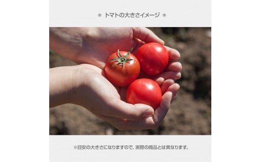 【先行予約】濃厚フルーツトマト 1kg 〈2027年1月〜発送〉 / Aランク 糖度8度以上 期間限定 フルーツトマト ふるーつとまと とまと トマト 甘い 濃厚 美味しい 箱入り 贈答 野菜 料理 高知県 土佐市【池トマト】[BQAG009]