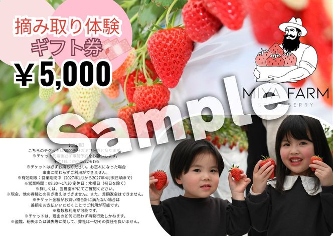 【先行受付】MIYA FARM いちごお持ち帰りギフト券 5,000円分 ※2026年12月～発送