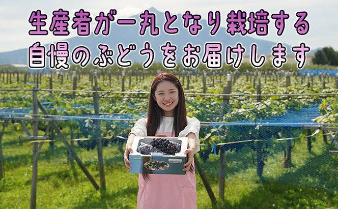 1～2月 津軽ぶどう村 特秀 スチューベン ぶどう 約 1.5kg 糖度18度以上【 青森ぶどう 青森県鶴田町産 1月 2月 果物 フルーツ 高糖度 ギフト 贈答用 ポリフェノール 】 