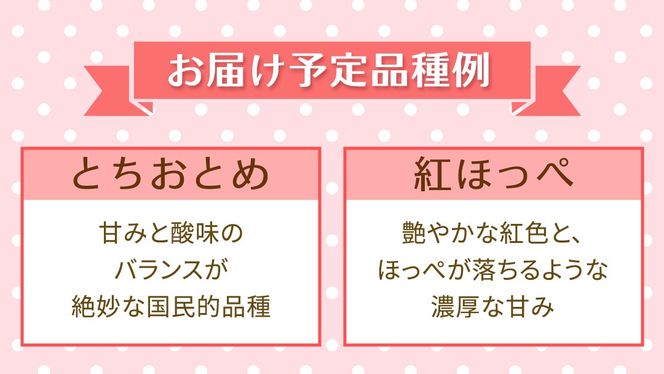【定期便】いちご3ヶ月連続お届け便 （250g×4パック）×3回　【2027年1月から発送開始】（茨城県共通返礼品 [いちご]：城里町産） | 果物 フルーツ イチゴ 苺 白いちご とちおとめ 紅ほっぺ やよいひめ 定期便