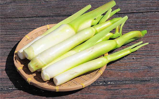 里庄 まこもたけ （1.8kg）【2026年10月上旬～2027年1月上旬出荷】 野菜 マコモダケ マコモ 中華料理 天ぷら 高級食材 送料無料 里庄町
