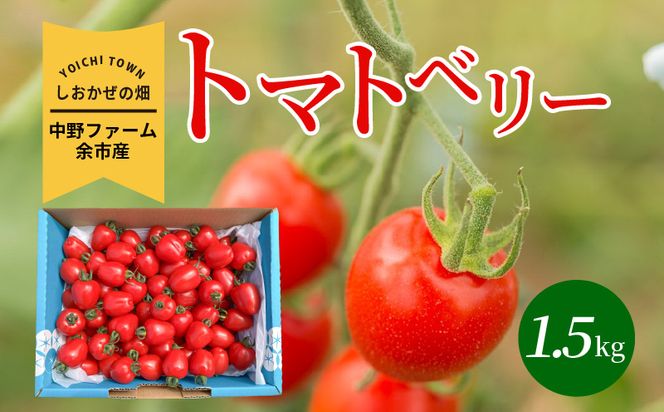 〔先行受付〕しおかぜの畑中野ファーム余市産トマトベリー1.5kg(2026年初夏発送)　ミニトマト_Y037-0349