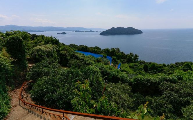 【先行予約】【数量限定】岡市農園！段々畑の贈り物　早生みかん5kg×1箱（家庭用）（2026年11月下旬より順次発送） IKTV009