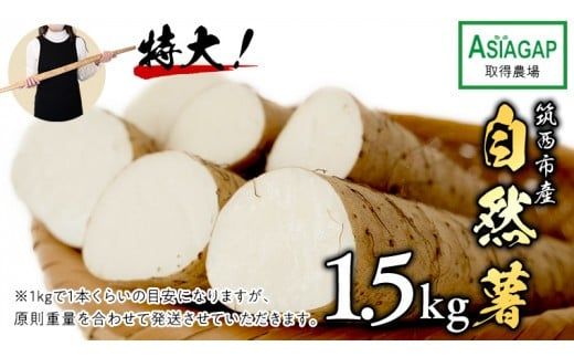 ASIAGAP認証農場 の 自然薯 1.5kg 茨城県 筑西市産 じねんじょ 山芋 芋 イモ いも とろろ 山菜 ASIAGAP [DD002ci]