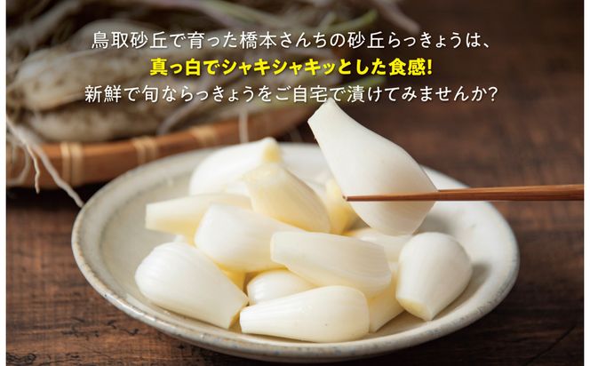 橋本さんちの根付き生らっきょう 12kg 312011_BL006