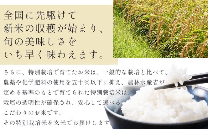 【7日程度で発送】特別栽培米 コシヒカリ 玄米 30kg - 国産 米 お米 おこめ こしひかり 玄米 ごはん おにぎり おむすび ご飯 最短配送 スピード発送 早い 早く届く 農業公社 高知県 香南市 常温 nu-0009