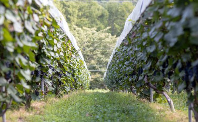 大迫佐藤葡萄園　ワイン4本セット（ツヴァイゲルト赤・ロゼ、メルロー、ソーヴィニヨンブラン） 【2439】