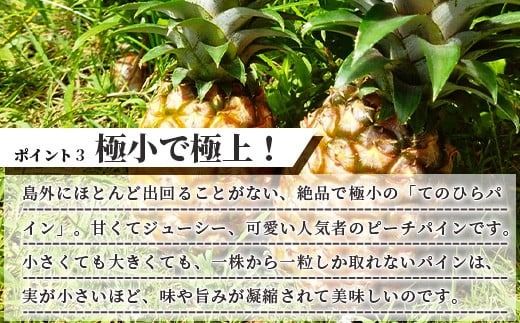 《2026年4月～7月順次発送》枝先完熟 てのひらピーチパイン 1kg (SSサイズ2個) 希少！濃厚！【 沖縄 石垣市 石垣島 希少 完熟 パイナップル パイン ピーチパイン パイン てのひらパイン 産地直送 離島のいいもの 沖縄いいもの石垣島 】OI-2
