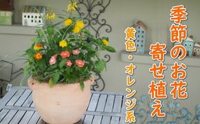 植物 寄せ植え 季節のお花 黄色 オレンジ系 つぼ丸型 25cm ガーデニング 花 