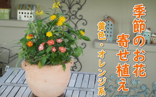 植物 寄せ植え 季節のお花 黄色 オレンジ系 つぼ丸型 25cm ガーデニング 花 
