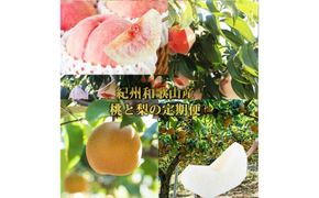 全2回 フルーツ定期便（桃3玉 8月、梨3玉 9月発送） ｜ 和歌山県産 モモ ナシ 旬 果物