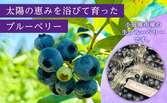 【農薬不使用】 手摘み生ブルーベリー 1kg 142069_JJ002