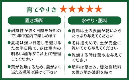 葉模様が独特で美しい 『カラテア・ランシフォリア (インシグニス)』 糸島市 / cocoha 観葉植物 グリーン 緑 インテリア [AWB037]