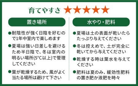 葉模様が独特で美しい 『カラテア・ランシフォリア (インシグニス)』 糸島市 / cocoha 観葉植物 グリーン 緑 インテリア [AWB037] 観葉植物 植物 カラテア インシグニス グリーン 緑 インテリア 鉢 リラックス