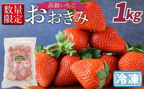 ＜高級いちご「おおきみ」冷凍いちご　1kg＞2025年1月下旬から順次出荷【 果物 くだもの いちご イチゴ 苺 大粒 朝どれ 朝獲れ 産地直送 お菓子づくり お菓子作り 材料 冷凍いちご 冷凍苺 冷凍イチゴ 】【b0904_sn】