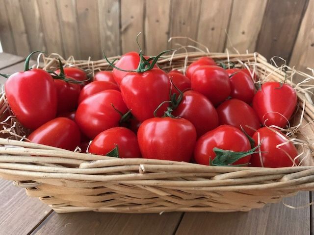 【4月～6月の定期便】トマト好き全員集合 トマト・トマト・トマト3か月お届けパック 野菜ソムリエサミット 金賞 受賞 長田農園 産地直送 トマト とまと 野菜 やさい フルーツ サラダ 濃厚 甘い ご褒美 プレゼント 美容 健康 リピート多数 人気 高評価 数量限定 碧南市　H004-173