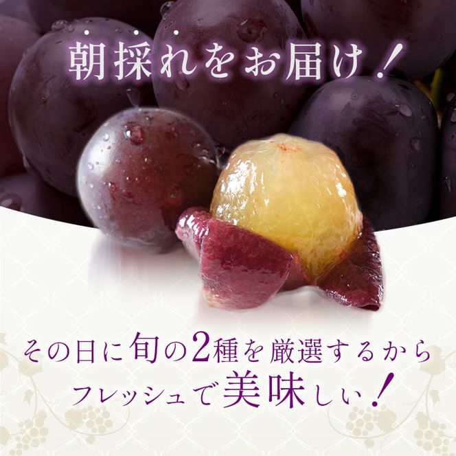 8月発送｜朝採れ旬のぶどう 2種 食べ比べセット 約1.4kg（2房） セット 詰め合わせ 産地直送 フルーツ 兵庫県 加西市