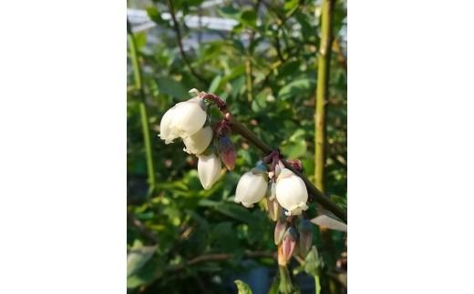 美浜町産大粒ブルーベリー食べ比べセット6品種以上 『8パック入り』 ※2026年6月中旬～6月下旬頃に順次発送予定