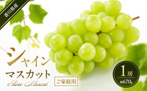 シャインマスカット 【ご家庭用】 1房(約670g) 葡萄 ぶどう ブドウ フルーツ 果物 くだもの 果実 旬の果物 旬のフルーツ 香川 香川県 東かがわ市