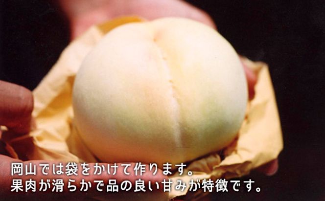 桃 ぶどう 2026年 先行予約 果物 詰合せ 白桃 晩生種 2玉 ニュー ピオーネ 1房 合計約1.0kg もも 葡萄 岡山県産 国産 フルーツ 果物 ギフト