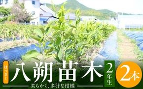 【2027年先行予約】八朔(はっさく)　苗木 2年生 2本 _ZE6144