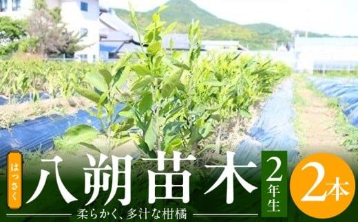 【2027年先行予約】八朔(はっさく)　苗木 2年生 2本 _ZE6144