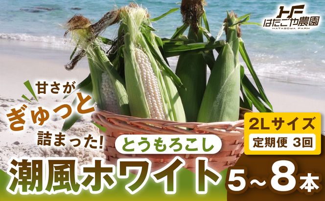 ［2027年発送 先行予約 夏の味覚］［定期便・全3回］潮風ホワイト 2Lサイズ 5～8本 1セット とうもろこし トウモロコシ 白 コーン とうもろこし BBQ 焼き肉 白浜町 304018_ET09