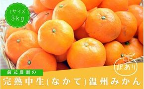 訳あり Lサイズ 前元農園の完熟中生(なかて)温州みかん 3kg【1月初旬～下旬に順次発送】 / フルーツ 早生 興津 温州 みかん 蜜柑 三重県 高品質 みえ アルギット 訳あり【mmg033A】