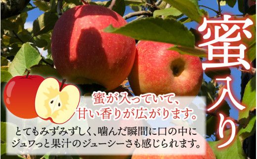 【先行予約】りんご 5kg【2026年12月以降順次発送予定】エコファーマー認定 | 林檎 リンゴ 果物 フルーツ 甘い ふじ 蜜入り 5kg 5キロ