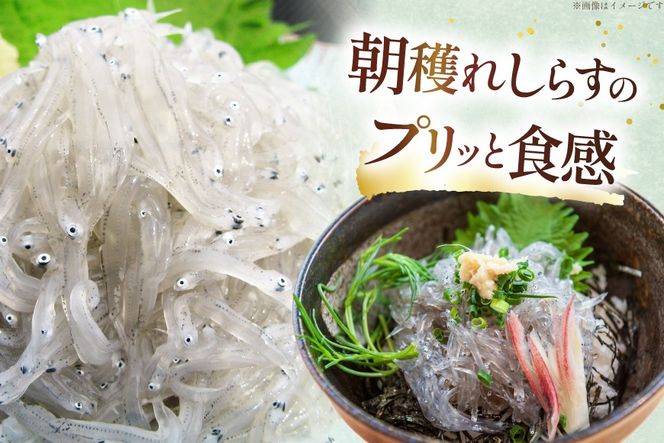 生しらす 160ｇｘ2パック と沖漬け 100g ✕ 2パック 計520g 食べ比べ 小分け セット [丸三水産 静岡県 吉田町 22424697] しらす シラス 冷凍 海鮮 ご飯のお供