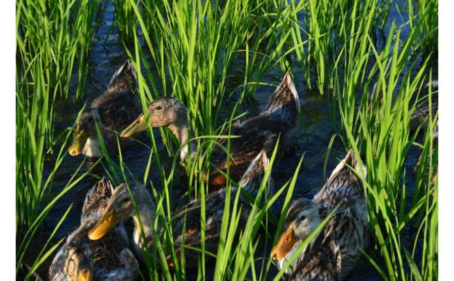 【令和7年産】魚沼産コシヒカリかも米(精米)5kg　※栽培期間中農薬不使用 米 お米 こしひかり 精米 かも米 中魚沼 新潟県 十日町市